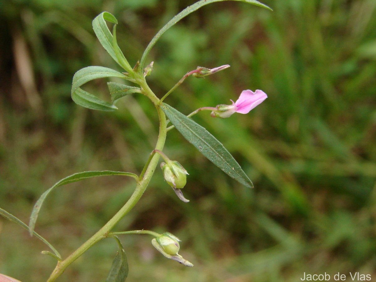 Pigea enneasperma (L.) P.I.Forst.